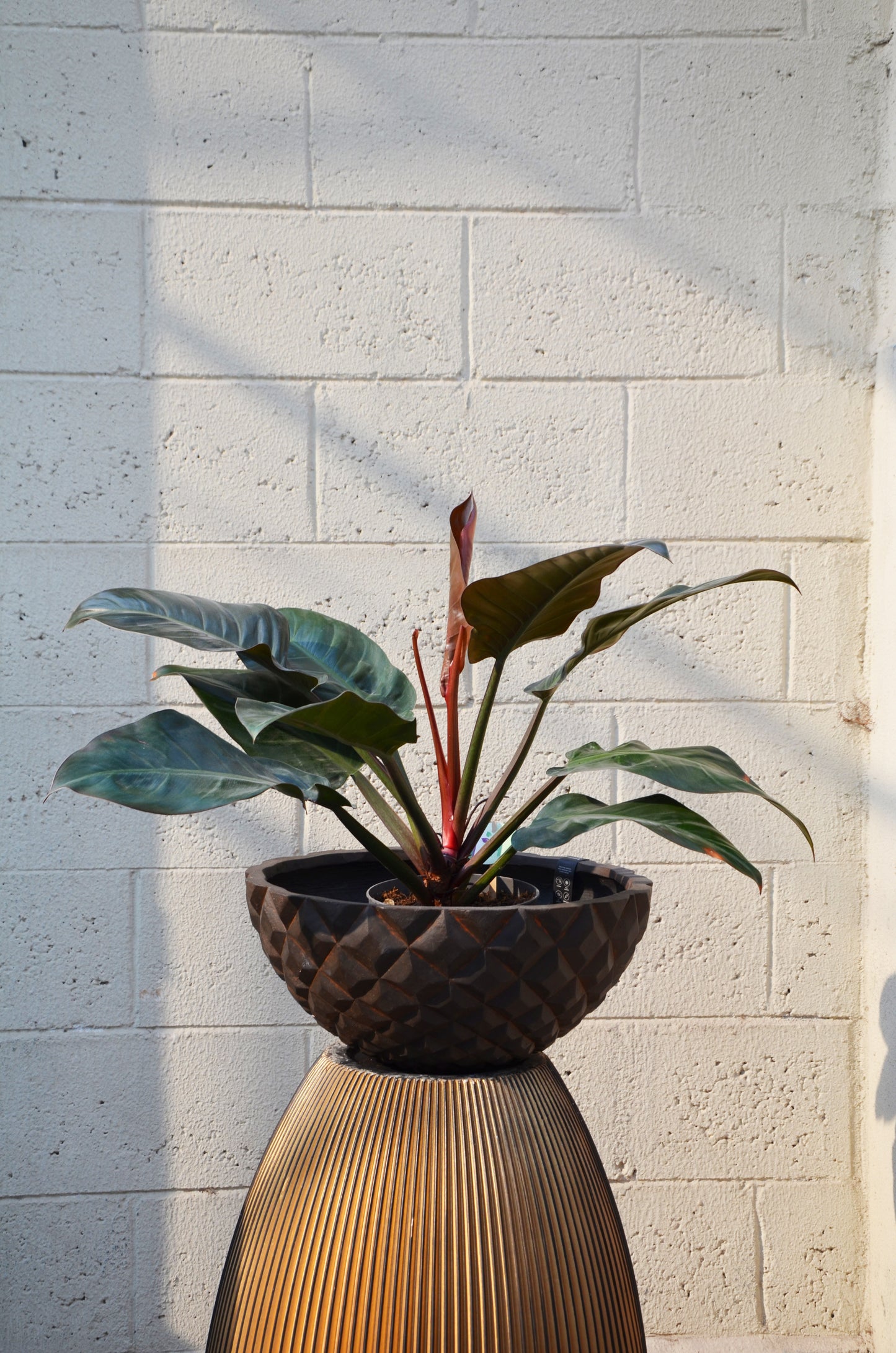 Philodendron Imperial Red