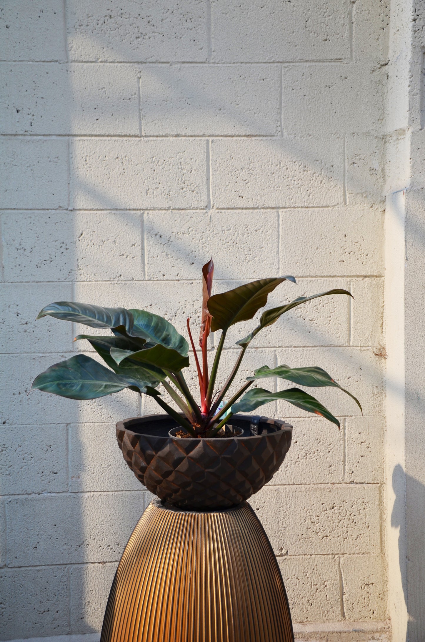 Philodendron Imperial Red