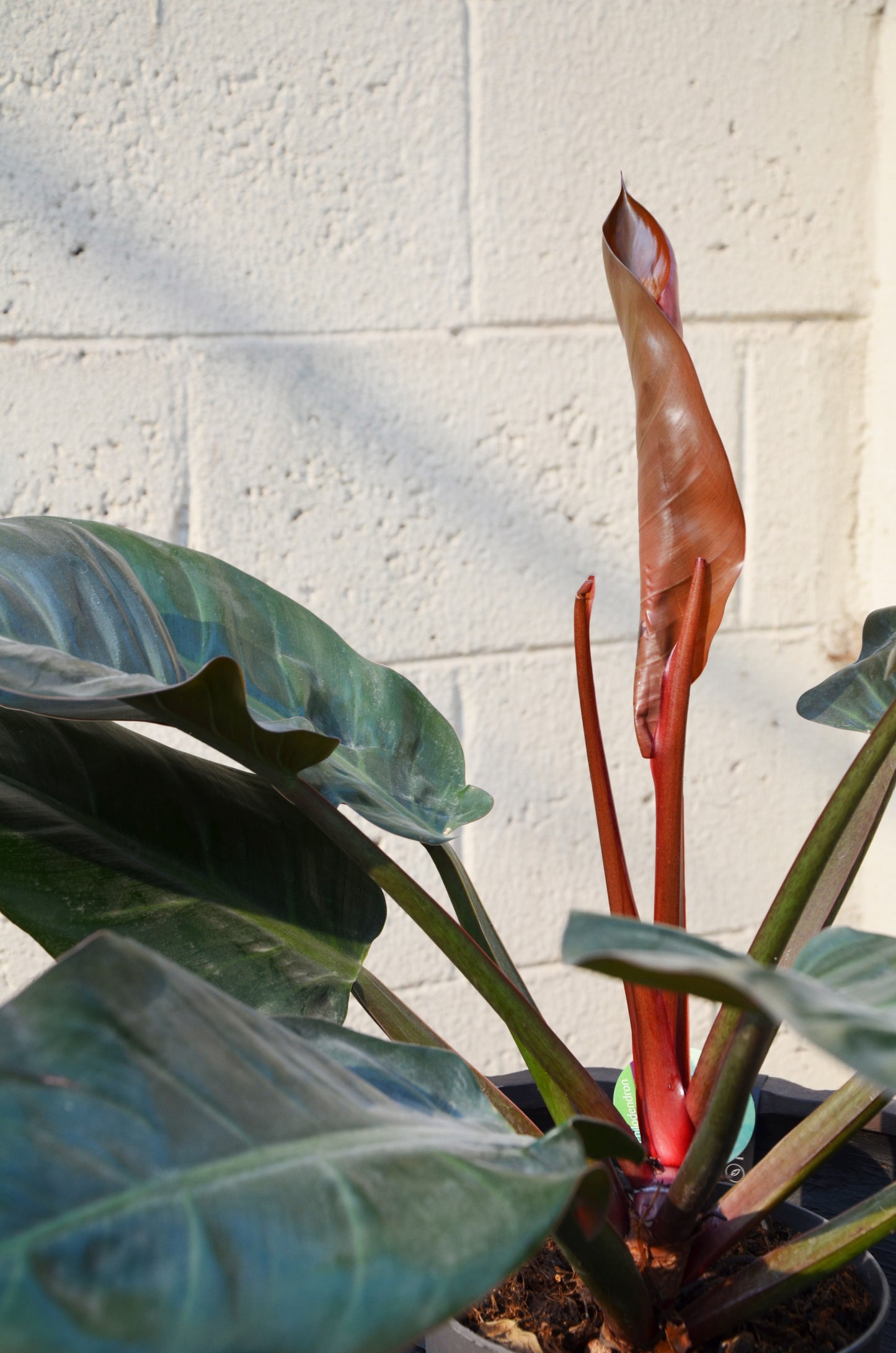 Philodendron Imperial Red