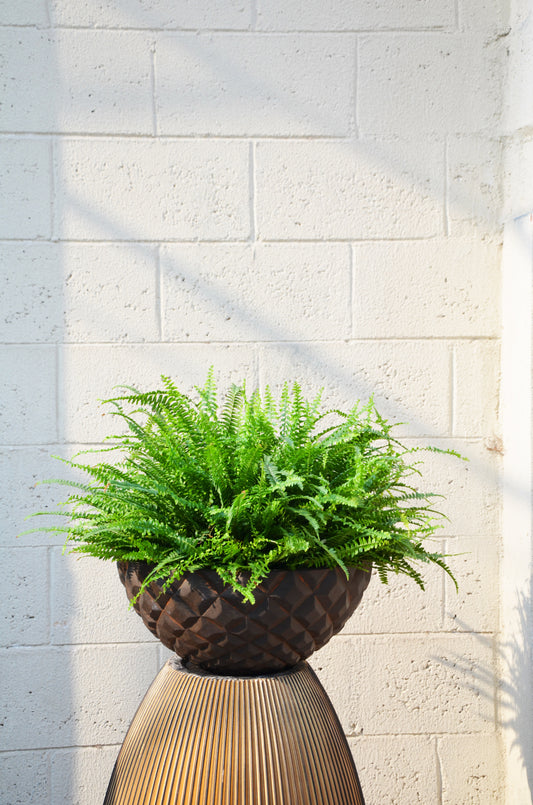 Nephrolepis bowl