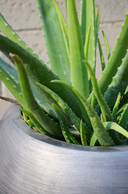 Aloevera star