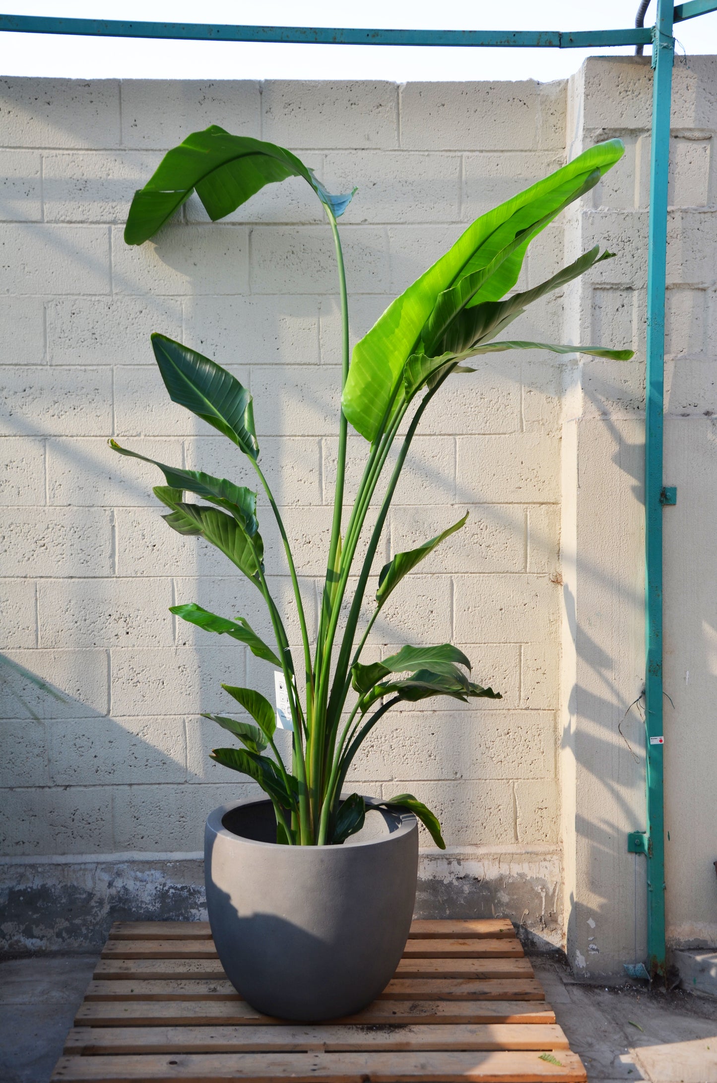 Concrete Strelitzia