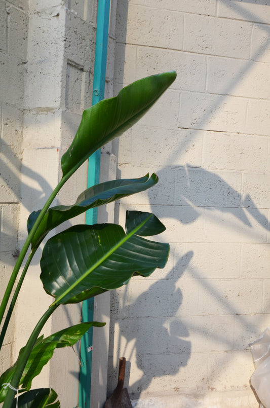 Concrete Strelitzia