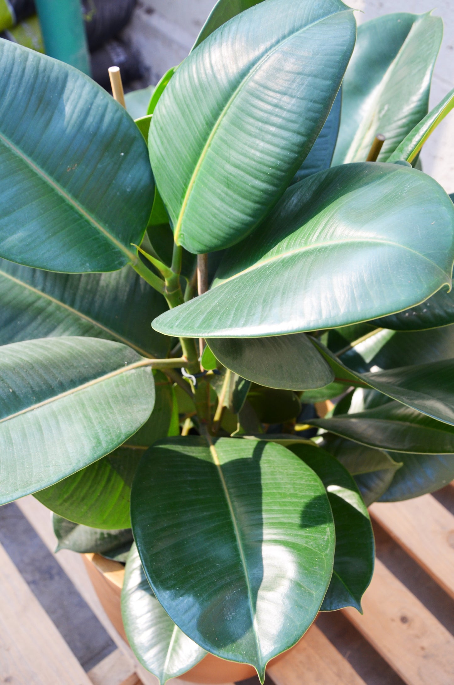 Ficus Bronze