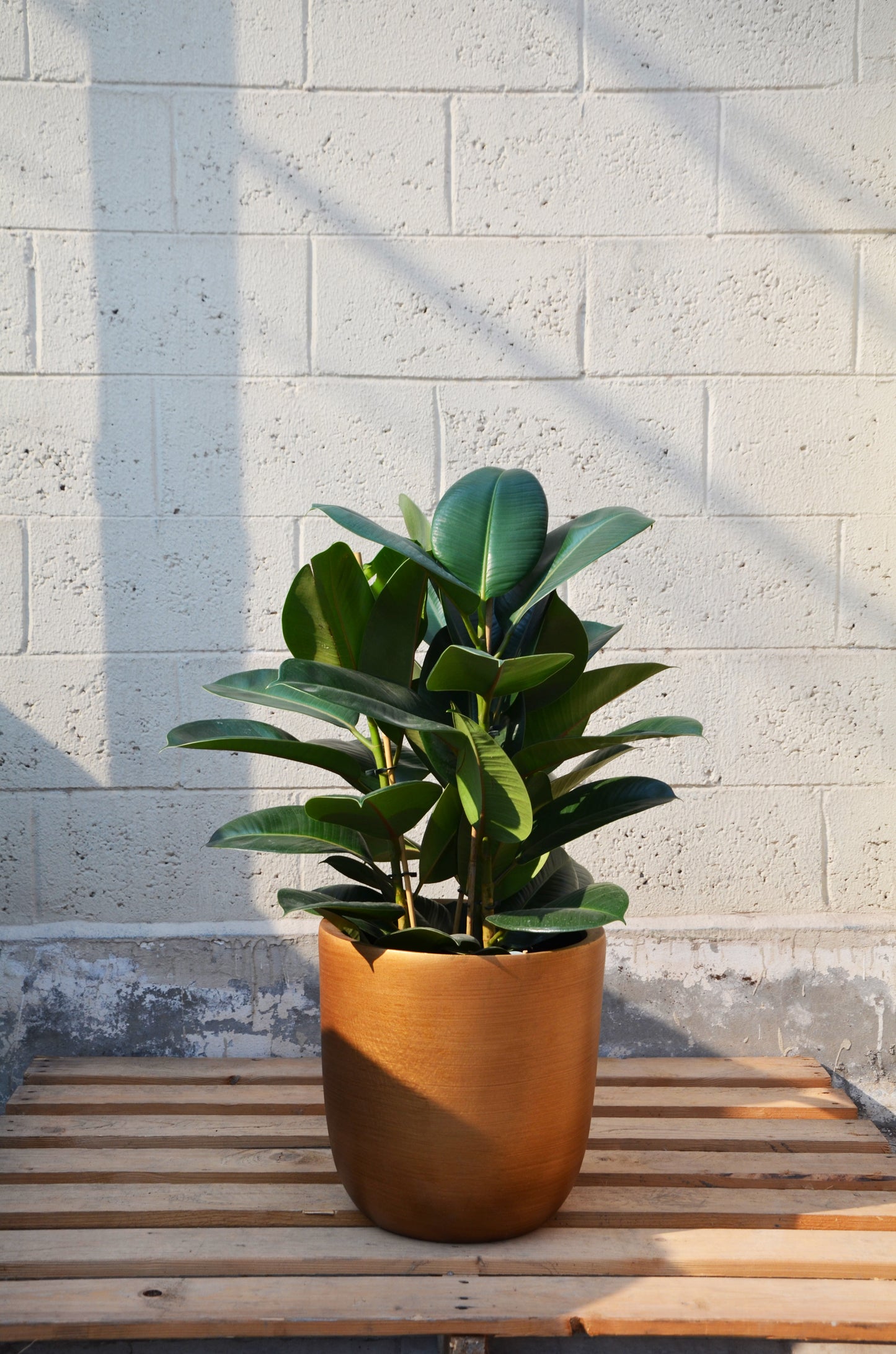 Ficus Bronze