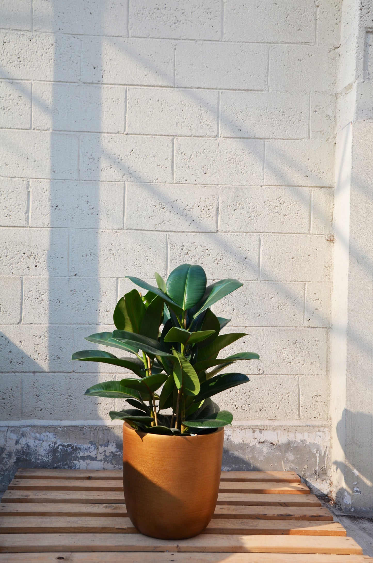 Ficus Bronze