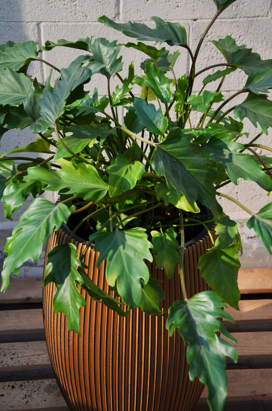 Philodendron Nature