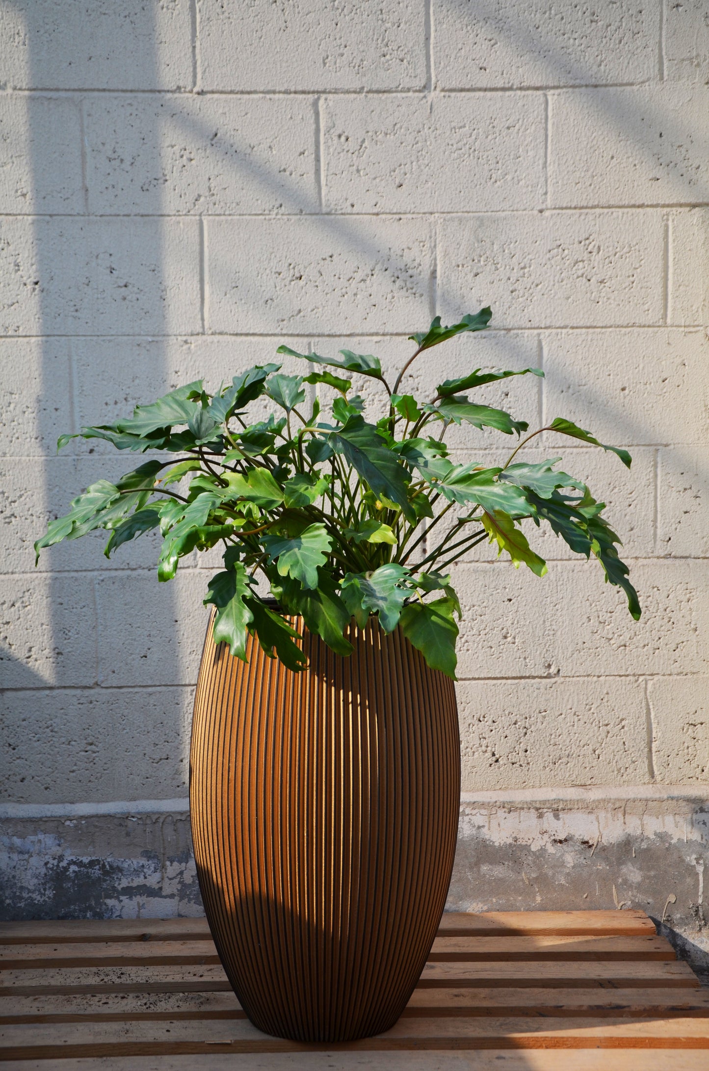 Philodendron Nature