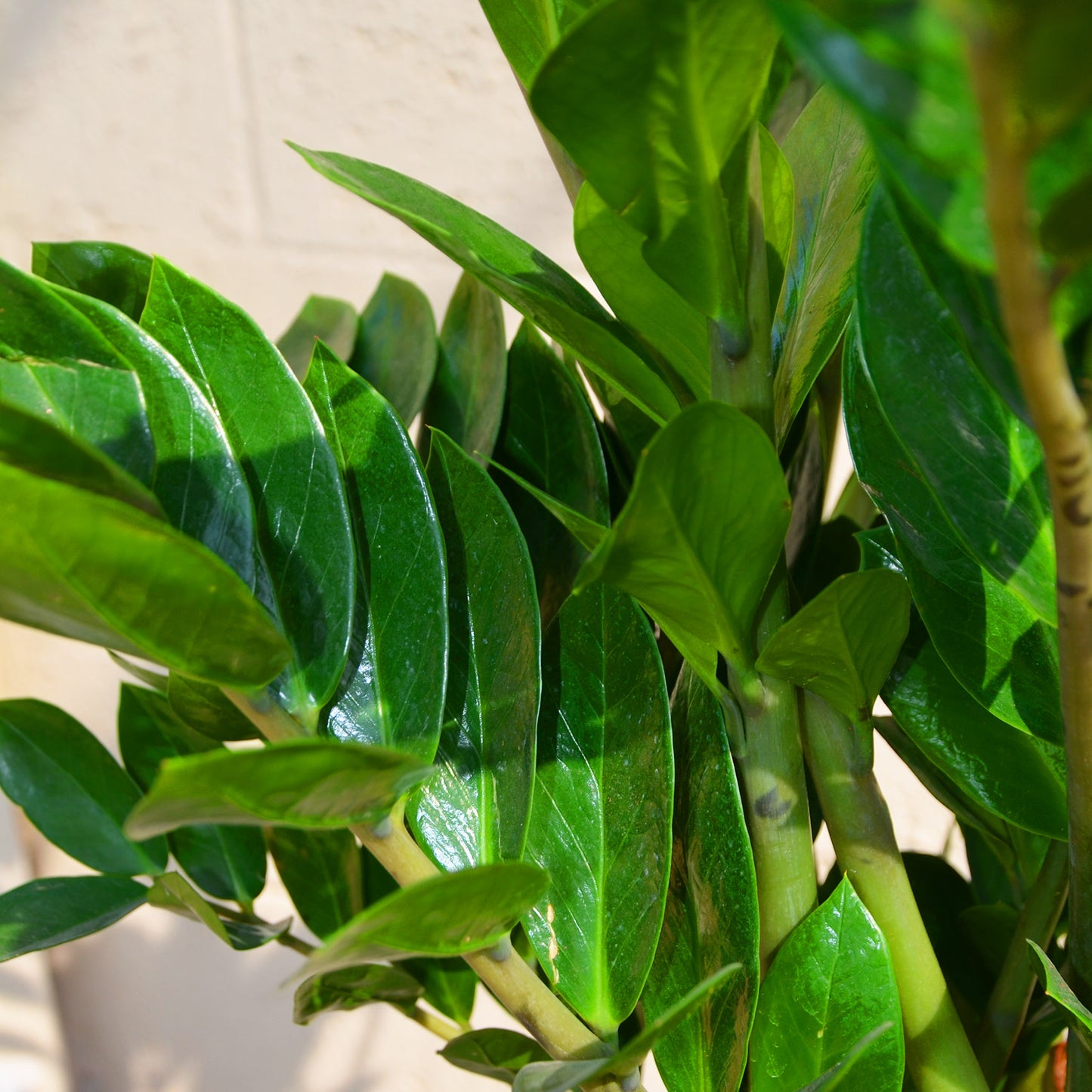 Zamioculcas zamifolia