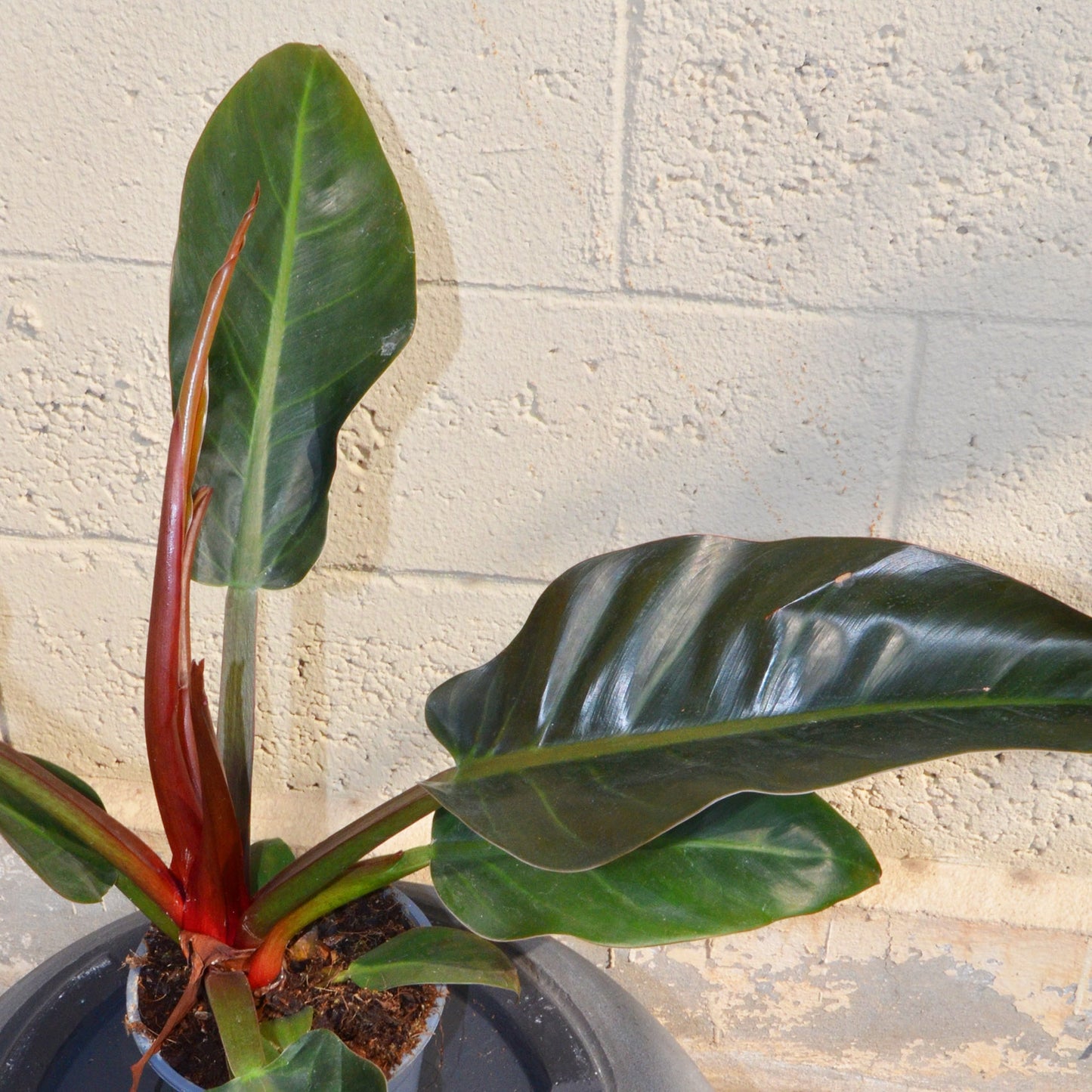 Philedendron Imperial Red