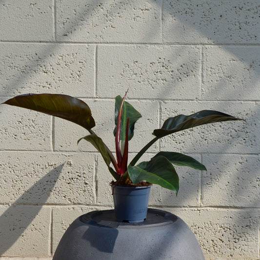 Philedendron Imperial Red