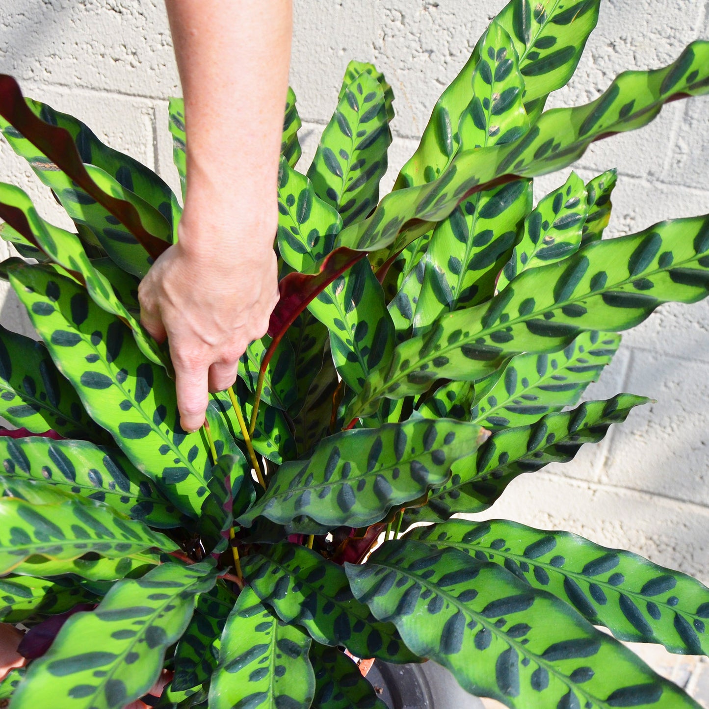 Calathea lancifolia