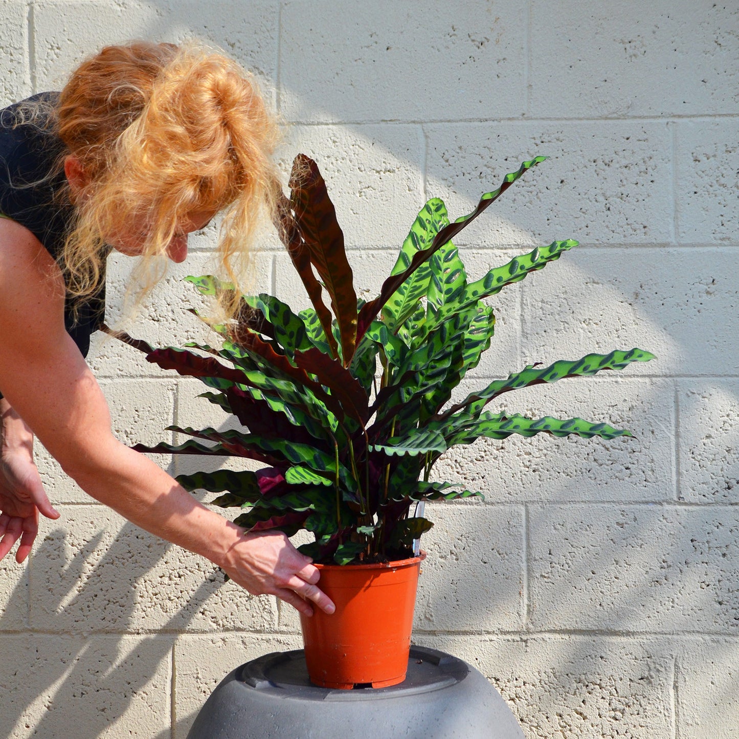 Calathea lancifolia