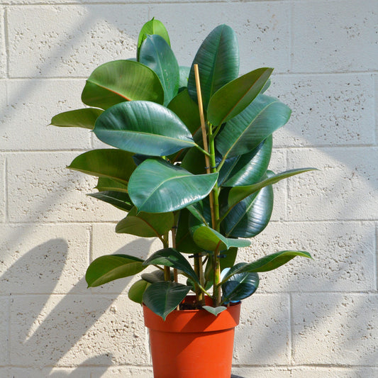 Ficus Elastica